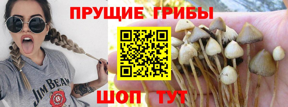Галлюциногенные грибы Psilocybe  закладка  Чехов  Псилоцибиновые грибы MAGIC MUSHROOMS  Вход с VPN 